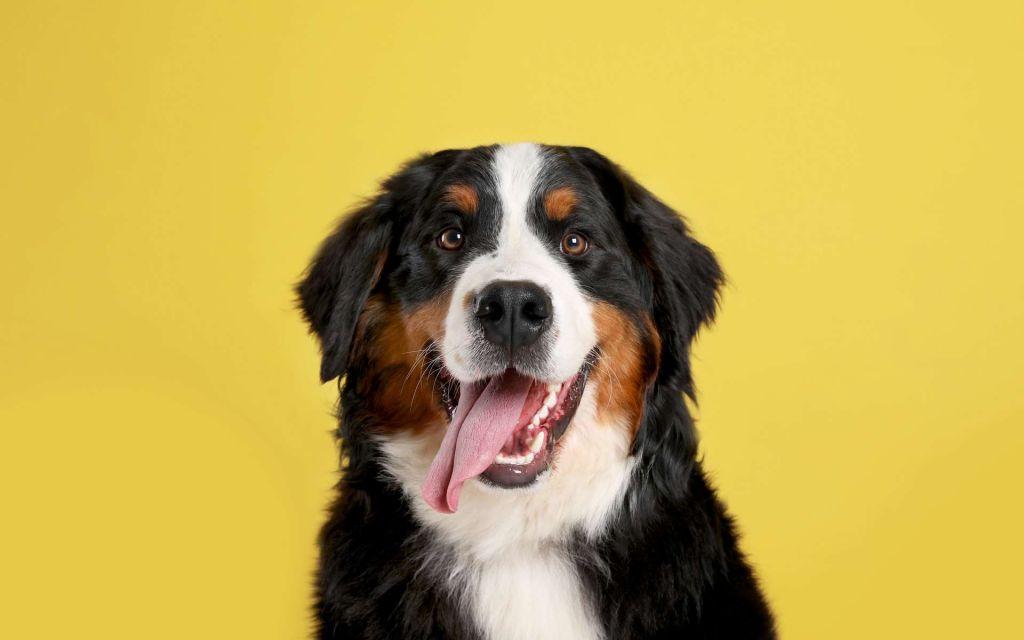 858743bb35 50169458 chien min